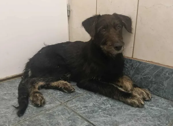 Znaleziono psa, Toruń, 13 lipca 2025