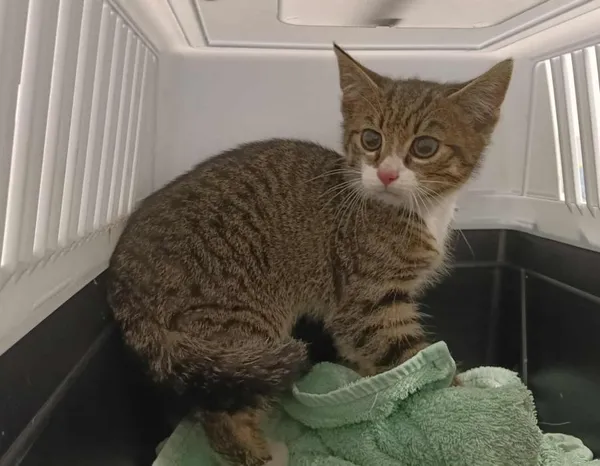 Znaleziono kota, Toruń, 12 lipca 2025