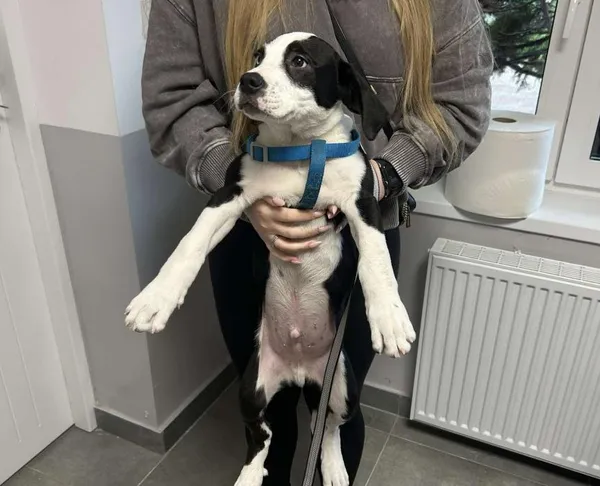 Znaleziono psa, Toruń, 12 lipca 2025