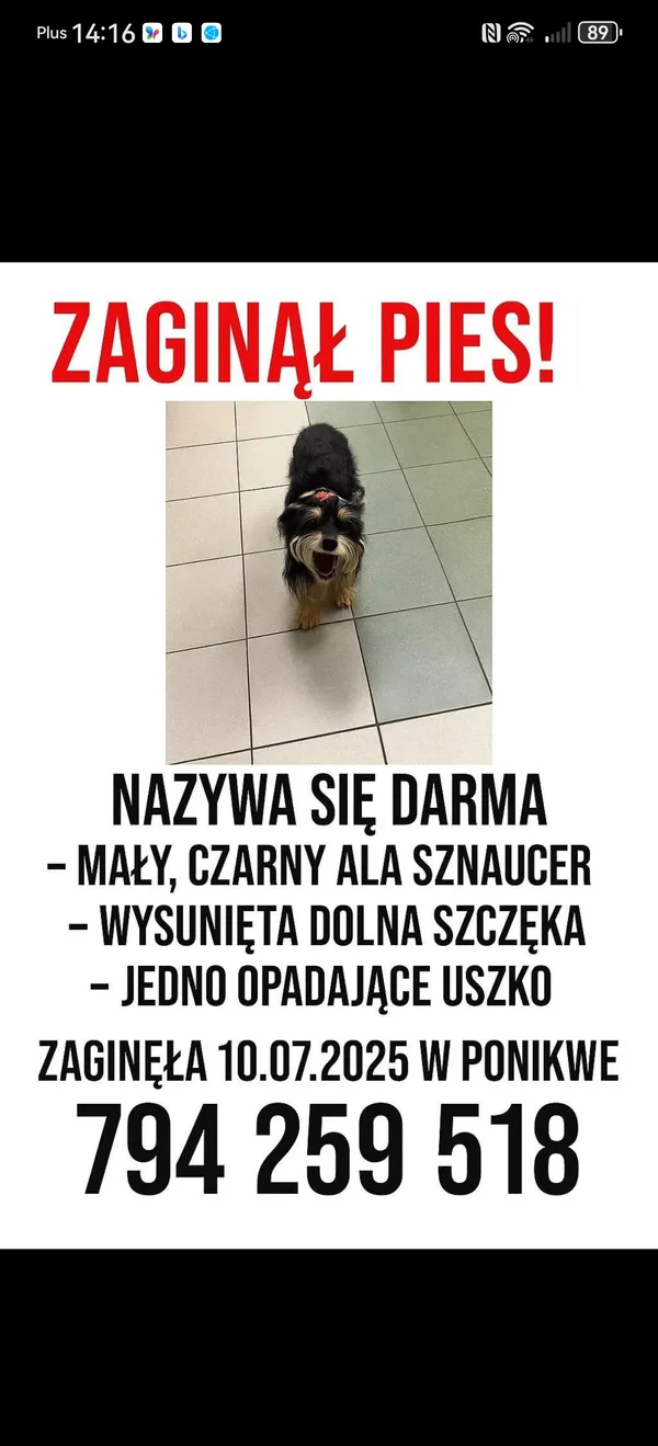 Zaginął pies, Ponikwa, 14 lipca 2025