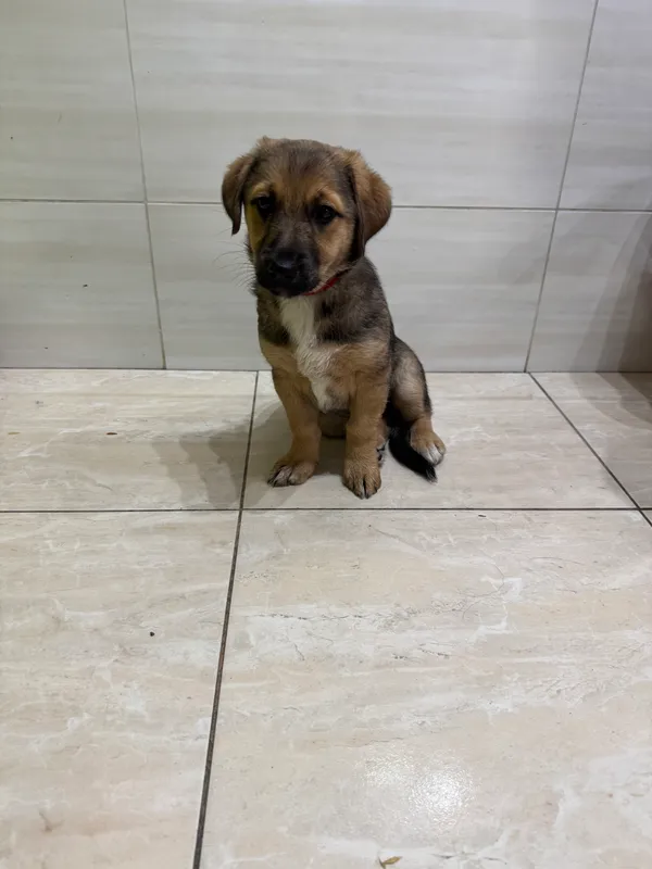 Znaleziono psa, Czartki, 14 lipca 2025