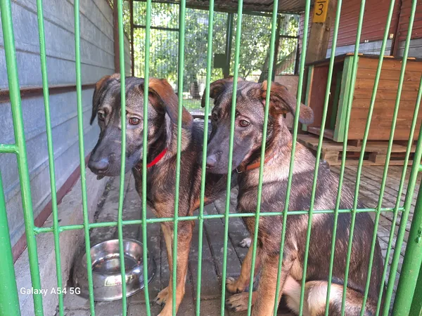 Pies do adopcji, Orzechowce, 14 lipca 2025 (1/5)