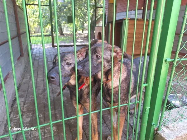 Pies do adopcji, Orzechowce, 14 lipca 2025 (2/5)