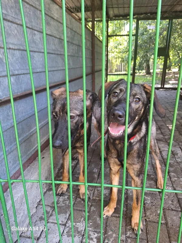 Pies do adopcji, Orzechowce, 14 lipca 2025 (3/5)