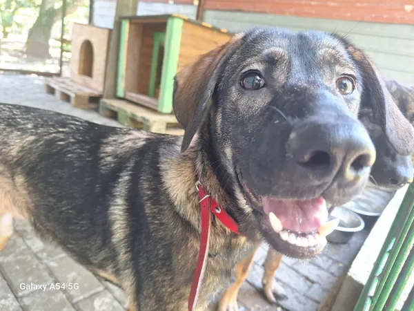 Pies do adopcji, Orzechowce, 14 lipca 2025 (4/5)