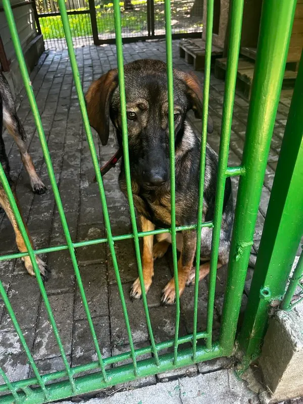 Pies do adopcji, Orzechowce, 14 lipca 2025 (5/5)