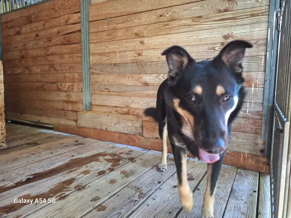 Pies do adopcji, Orzechowce, 13 lipca 2025 (1/5)