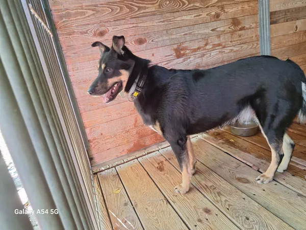 Pies do adopcji, Orzechowce, 13 lipca 2025 (2/5)