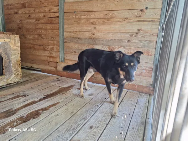 Pies do adopcji, Orzechowce, 13 lipca 2025 (3/5)