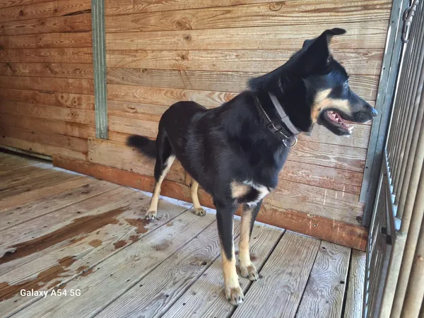 Pies do adopcji, Orzechowce, 13 lipca 2025 (4/5)