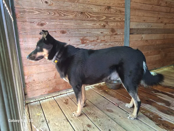 Pies do adopcji, Orzechowce, 13 lipca 2025 (5/5)