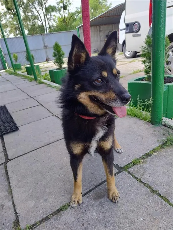 Pies do adopcji, Racibórz, 13 lipca 2025