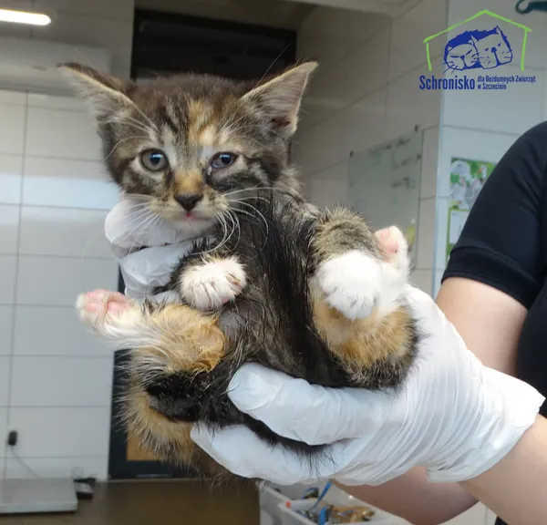 Znaleziono kota, Szczecin, 13 lipca 2025