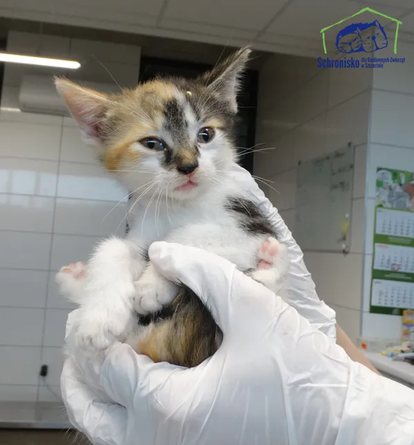Znaleziono kota, Szczecin, 13 lipca 2025