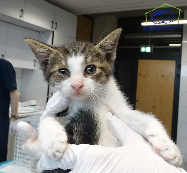 Znaleziono kota, Szczecin, 13 lipca 2025