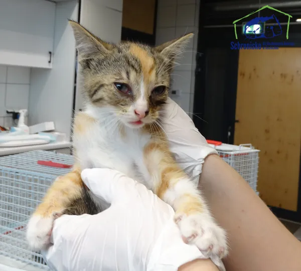 Znaleziono kota, Szczecin, 13 lipca 2025