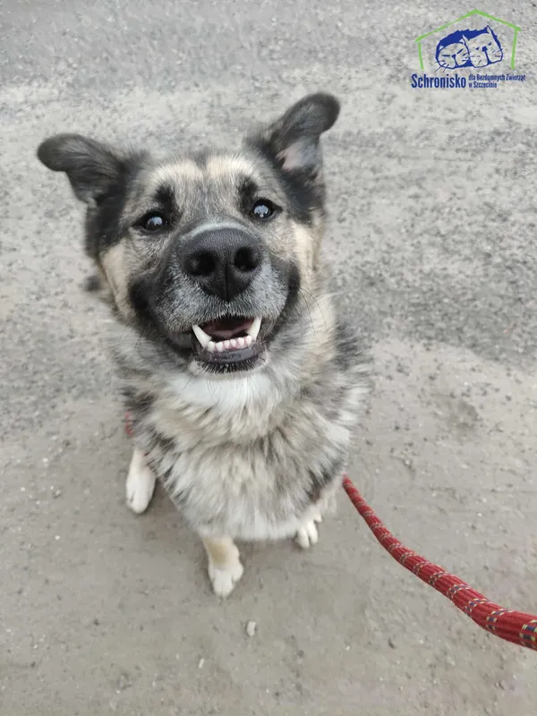 Znaleziono psa, Szczecin, 14 lipca 2025 (1/3)