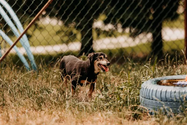 Pies do adopcji, Czartki, 14 lipca 2025 (1/5)