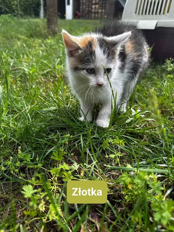 Kot do adopcji, Głowno, 13 lipca 2025 (2/5)