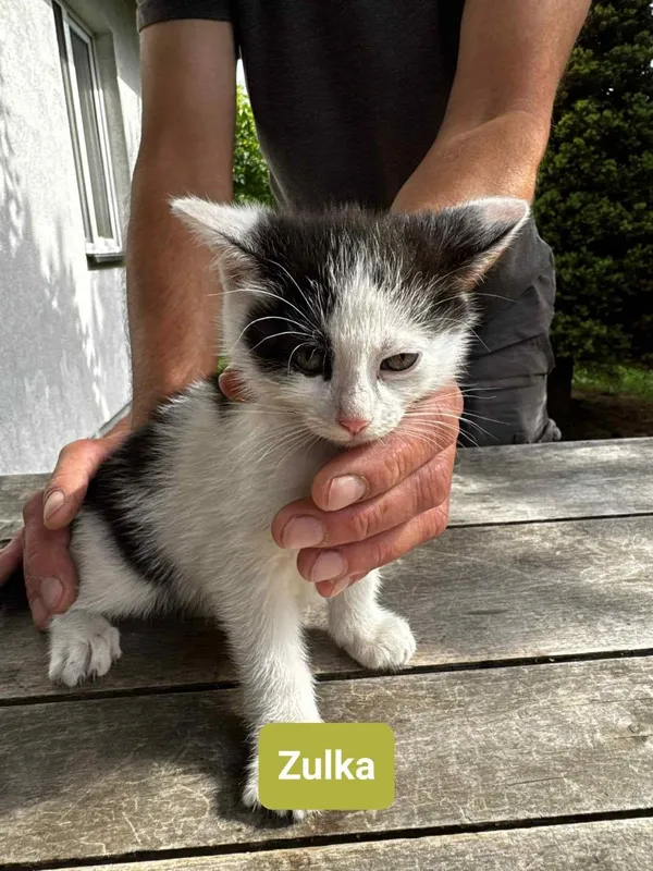 Kot do adopcji, Głowno, 13 lipca 2025 (4/5)