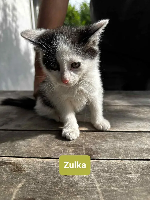 Kot do adopcji, Głowno, 13 lipca 2025 (5/5)