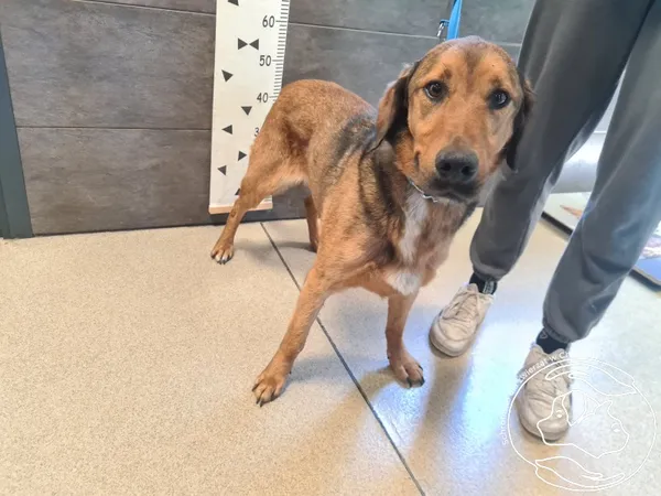 Znaleziono psa, Chełmek, 13 lipca 2025