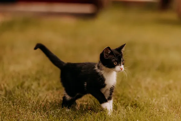 Kot do adopcji, Czartki, 14 lipca 2025 (1/5)