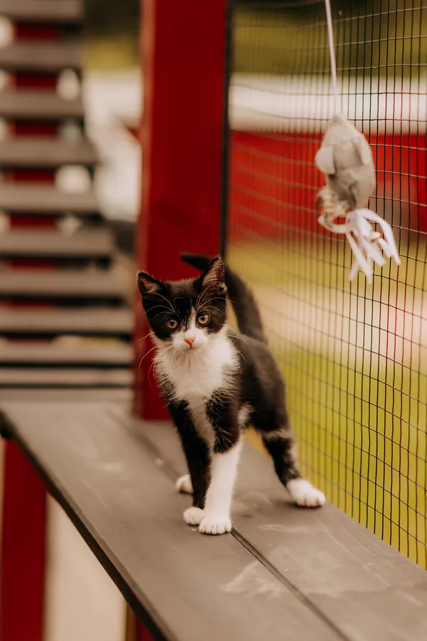 Kot do adopcji, Czartki, 14 lipca 2025 (2/5)