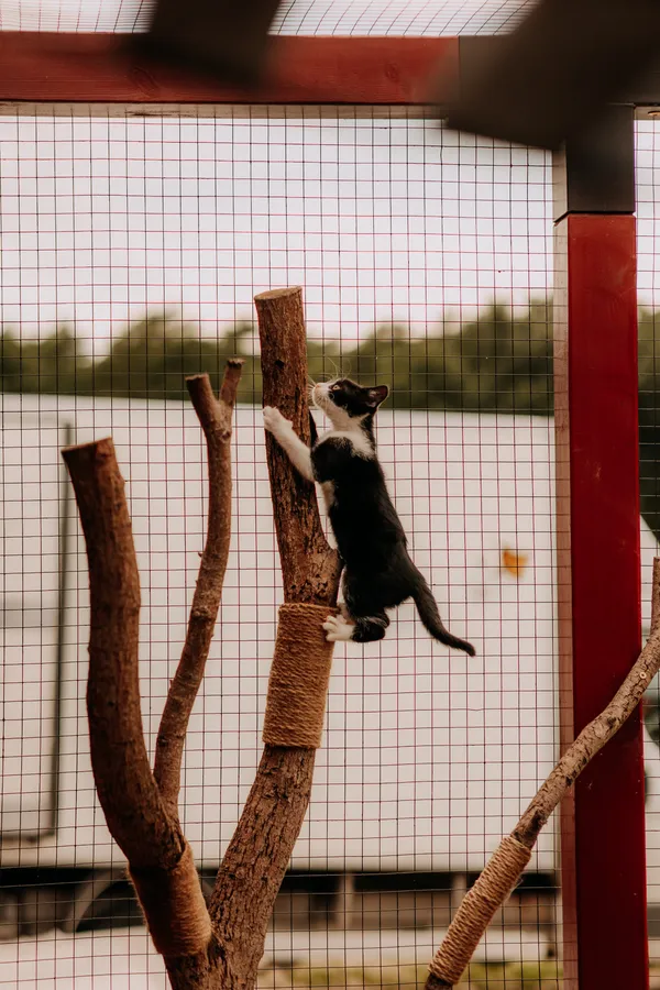 Kot do adopcji, Czartki, 14 lipca 2025 (5/5)