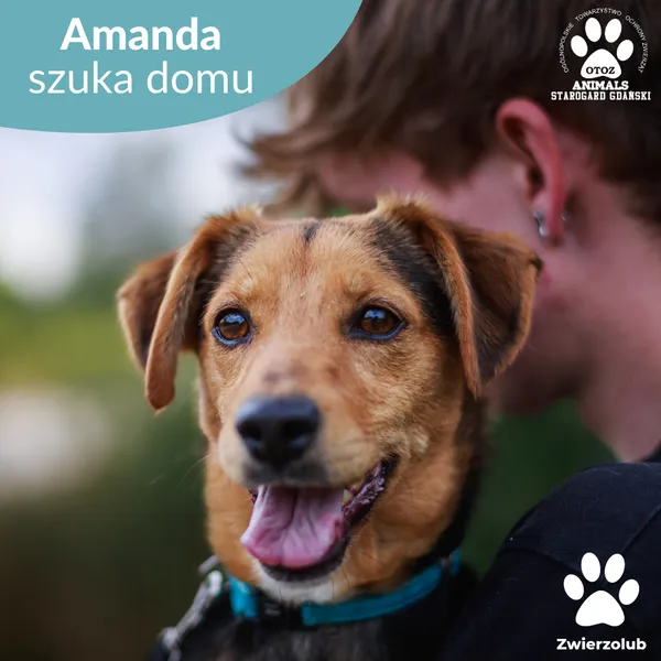 Pies do adopcji, Starogard Gdański, 14 lipca 2025 (1/4)