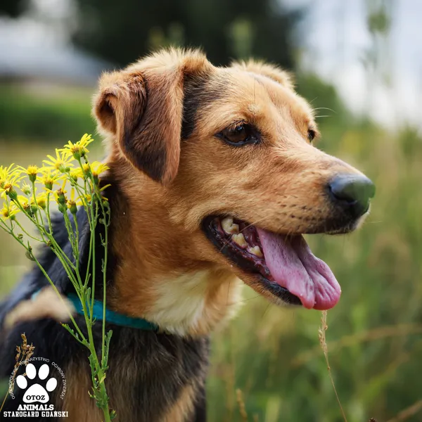 Pies do adopcji, Starogard Gdański, 14 lipca 2025 (3/4)