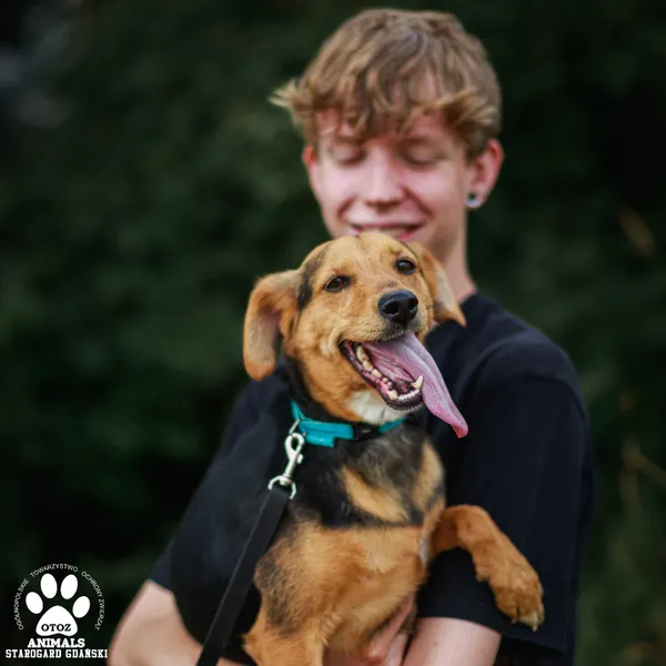 Pies do adopcji, Starogard Gdański, 14 lipca 2025 (4/4)