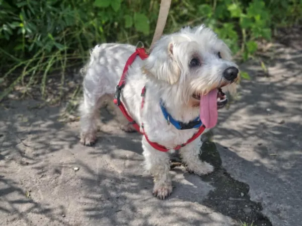 Pies do adopcji, Żywiec, 15 lipca 2025 (1/5)