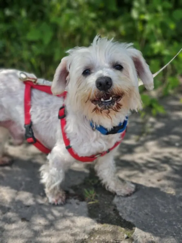 Pies do adopcji, Żywiec, 15 lipca 2025 (2/5)