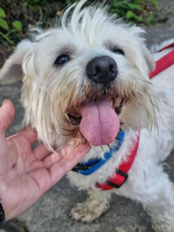 Pies do adopcji, Żywiec, 15 lipca 2025 (3/5)