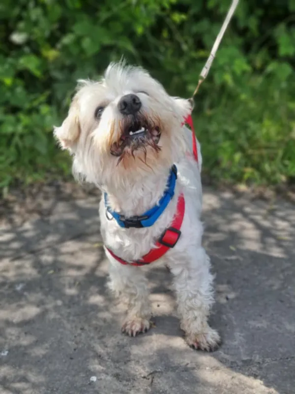 Pies do adopcji, Żywiec, 15 lipca 2025 (5/5)