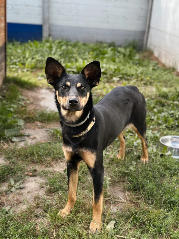 Pies do adopcji, Korabiewice, 14 lipca 2025 (2/5)