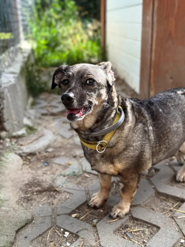 Pies do adopcji, Korabiewice, 14 lipca 2025 (2/5)