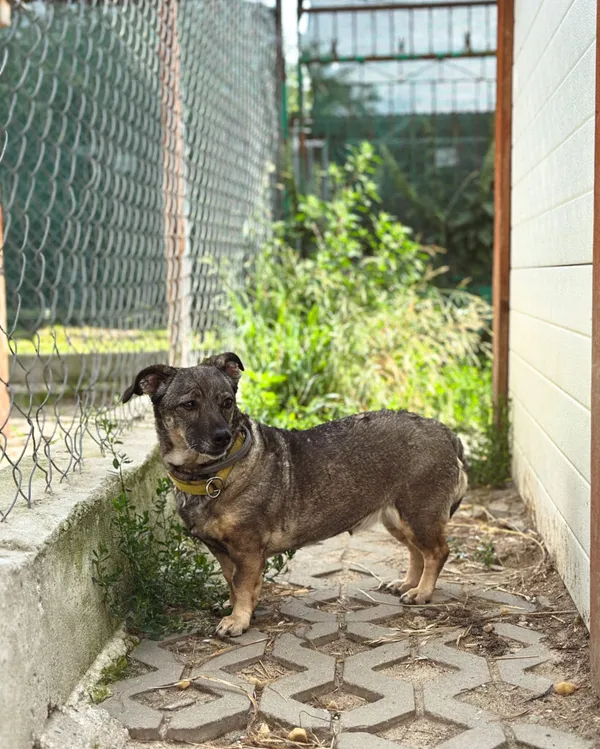 Pies do adopcji, Korabiewice, 14 lipca 2025 (4/5)