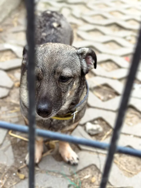 Pies do adopcji, Korabiewice, 14 lipca 2025 (5/5)