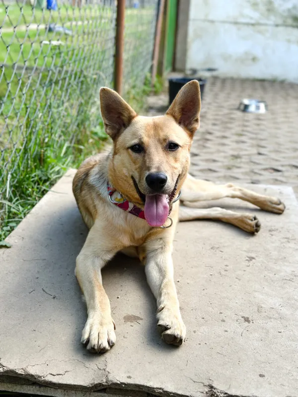 Pies do adopcji, Korabiewice, 14 lipca 2025 (2/5)