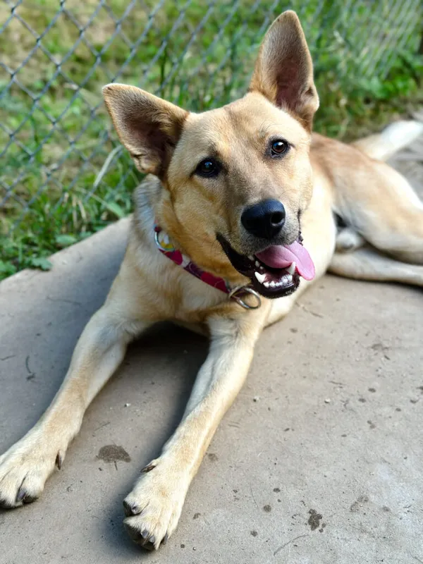 Pies do adopcji, Korabiewice, 14 lipca 2025 (3/5)