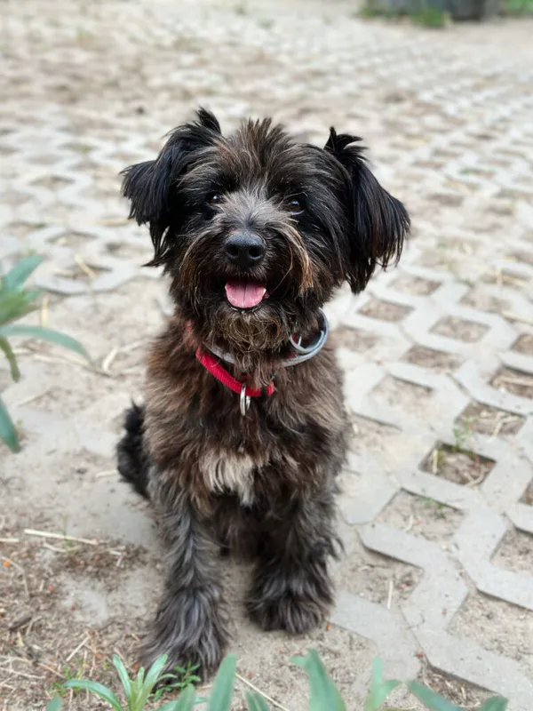 Pies do adopcji, Korabiewice, 14 lipca 2025 (1/5)