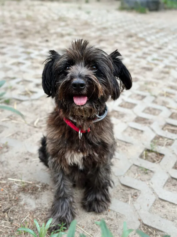 Pies do adopcji, Korabiewice, 14 lipca 2025 (2/5)