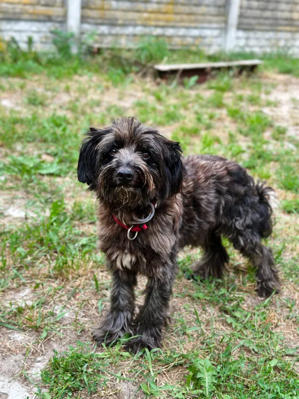 Pies do adopcji, Korabiewice, 14 lipca 2025 (4/5)