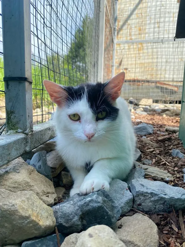 Kot do adopcji, Żywiec, 14 lipca 2025 (2/5)