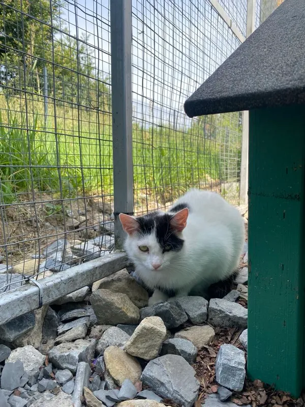 Kot do adopcji, Żywiec, 14 lipca 2025 (3/5)