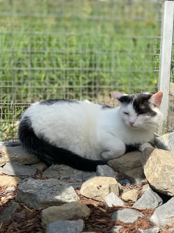 Kot do adopcji, Żywiec, 14 lipca 2025 (4/5)