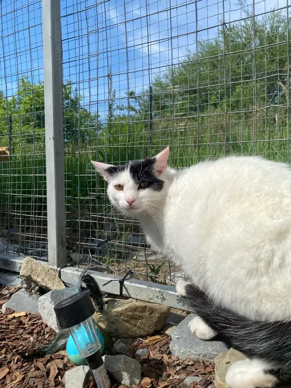 Kot do adopcji, Żywiec, 14 lipca 2025 (5/5)