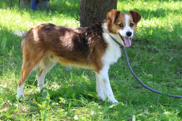 Pies do adopcji, Bełchatów, 18 października 2024 (2/5)